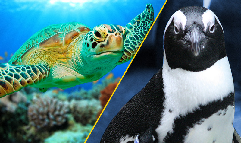 Header-With-two-very-upset-looking-aquarium-animals